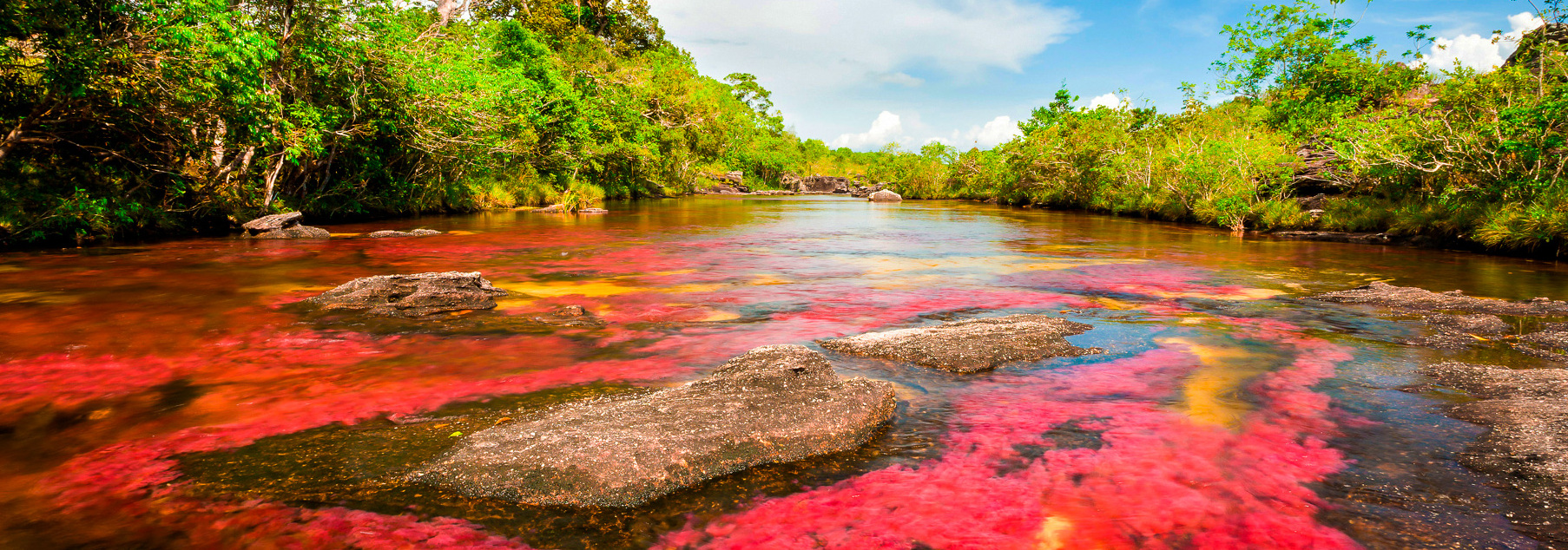 Caño Cristales è definito da molti il fiume più bello al Mondo. — Caño Cristales