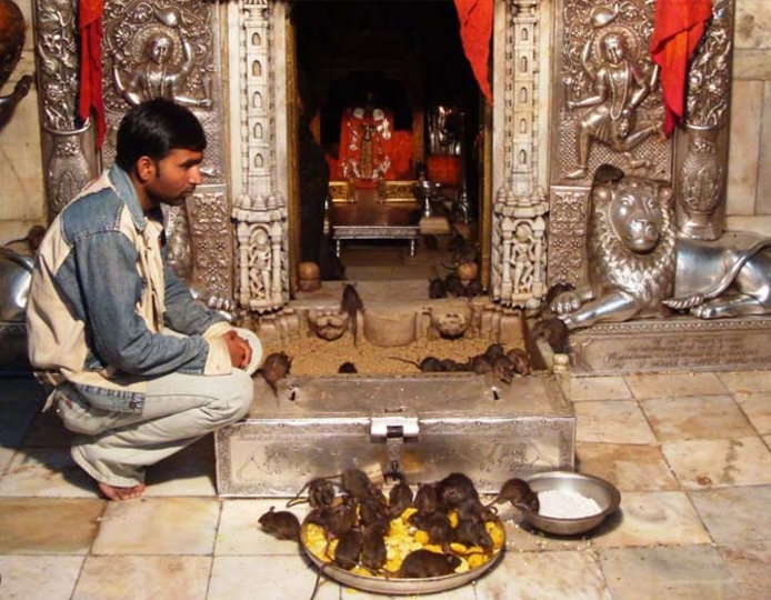 Karni Mata Temple - Bikaner | Secret World Trip Planner