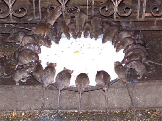 Karni Mata Temple - Bikaner | Secret World Trip Planner