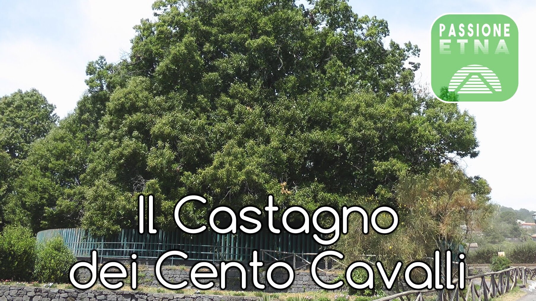 Die Kastanie Hundert Pferde Kastanie ist eine der grössten der Welt — Via Castagno 100 Cavalli