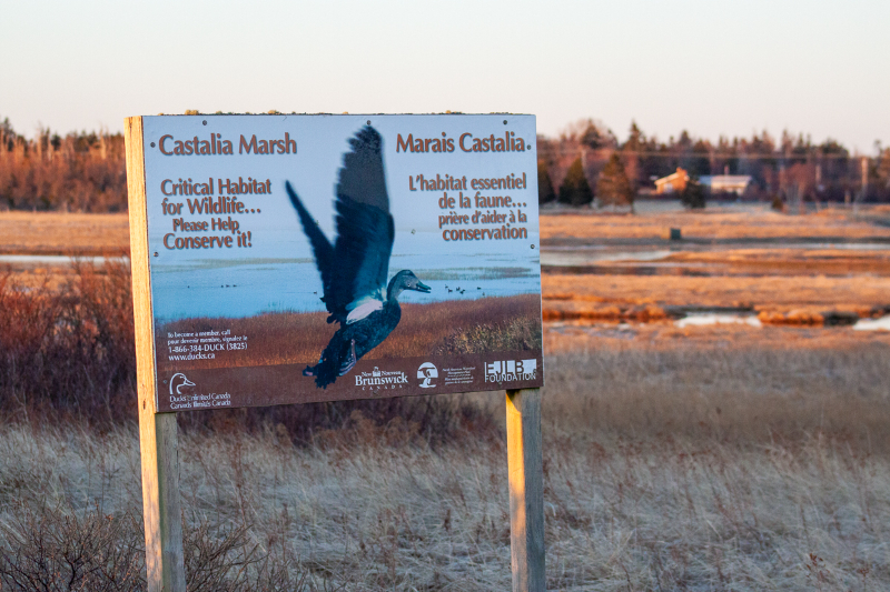 Castalia Marsh — Grand Manan