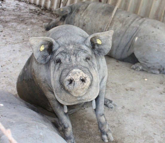 หมูดำ Caserta เรียกว่า pelatello - Caserta | Secret World Trip Planner