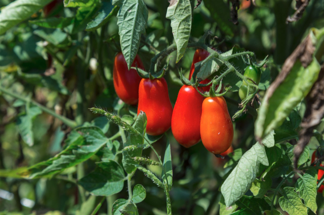 O tomate cannellini de Phlegrean - 11 | Secret World Trip Planner