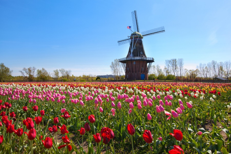 Tulip Festival - Holland | Secret World Trip Planner