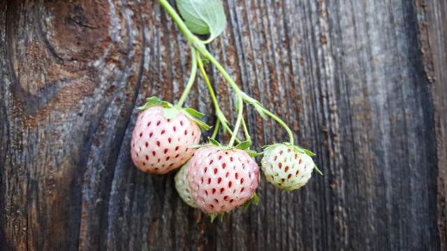 The Chilean white strawberry - Contulmo | Secret World Trip Planner