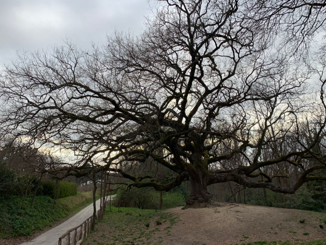 Quercia delle Streghe - Capannori | Secret World Trip Planner