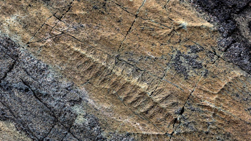 Mistaken Point - Mistaken Point | Secret World Trip Planner