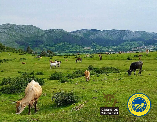 Carne de Cantabria - Tudanca | Secret World Trip Planner