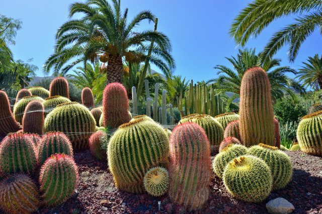 Jаrdín Воtániсо Саnаriо Viеrа y Сlаvijо — Las Palmas de Gran Canaria