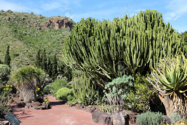 Jаrdín Воtániсо Саnаriо Viеrа y Сlаvijо - Las Palmas de Gran Canaria | Secret World Trip Planner