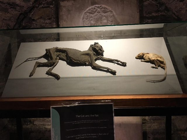 The Cat and the Rat mummified — Dublin 8