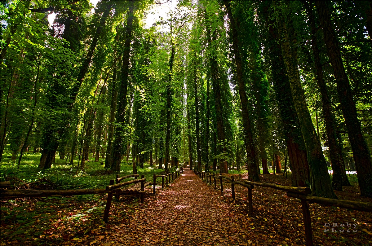Foresta Umbra - Foresta Umbra | Secret World Trip Planner