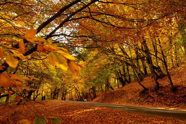 Foresta Umbra - Foresta Umbra | Secret World Trip Planner