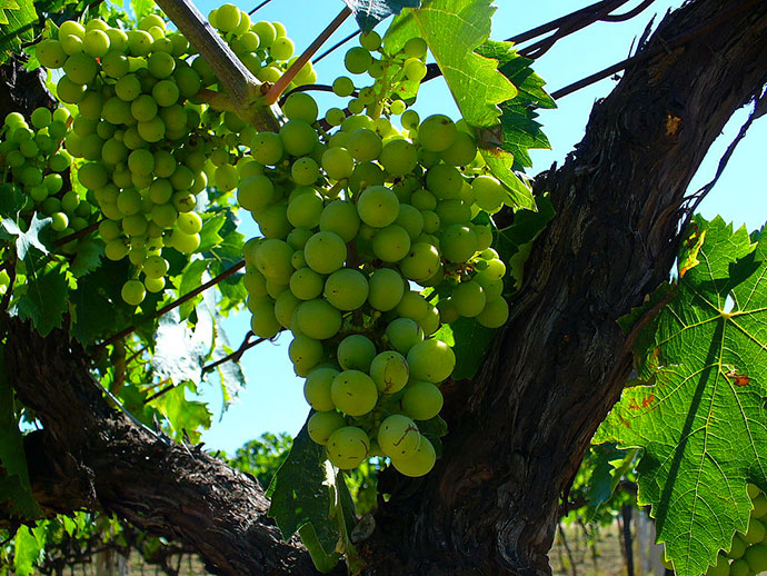 Vino Trebbiano d'Abruzzo Doc — Abruzzo