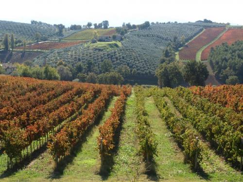 Sagrantino di Montefalco — Montefalco