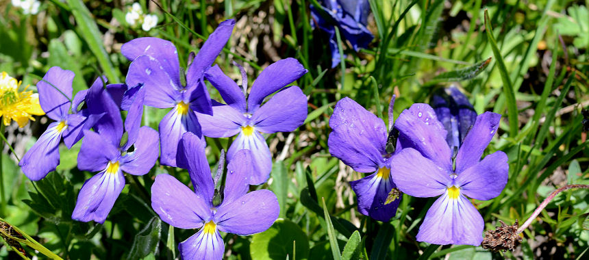 Plaisentif il formaggio delle viole - Perosa Argentina | Secret World Trip Planner