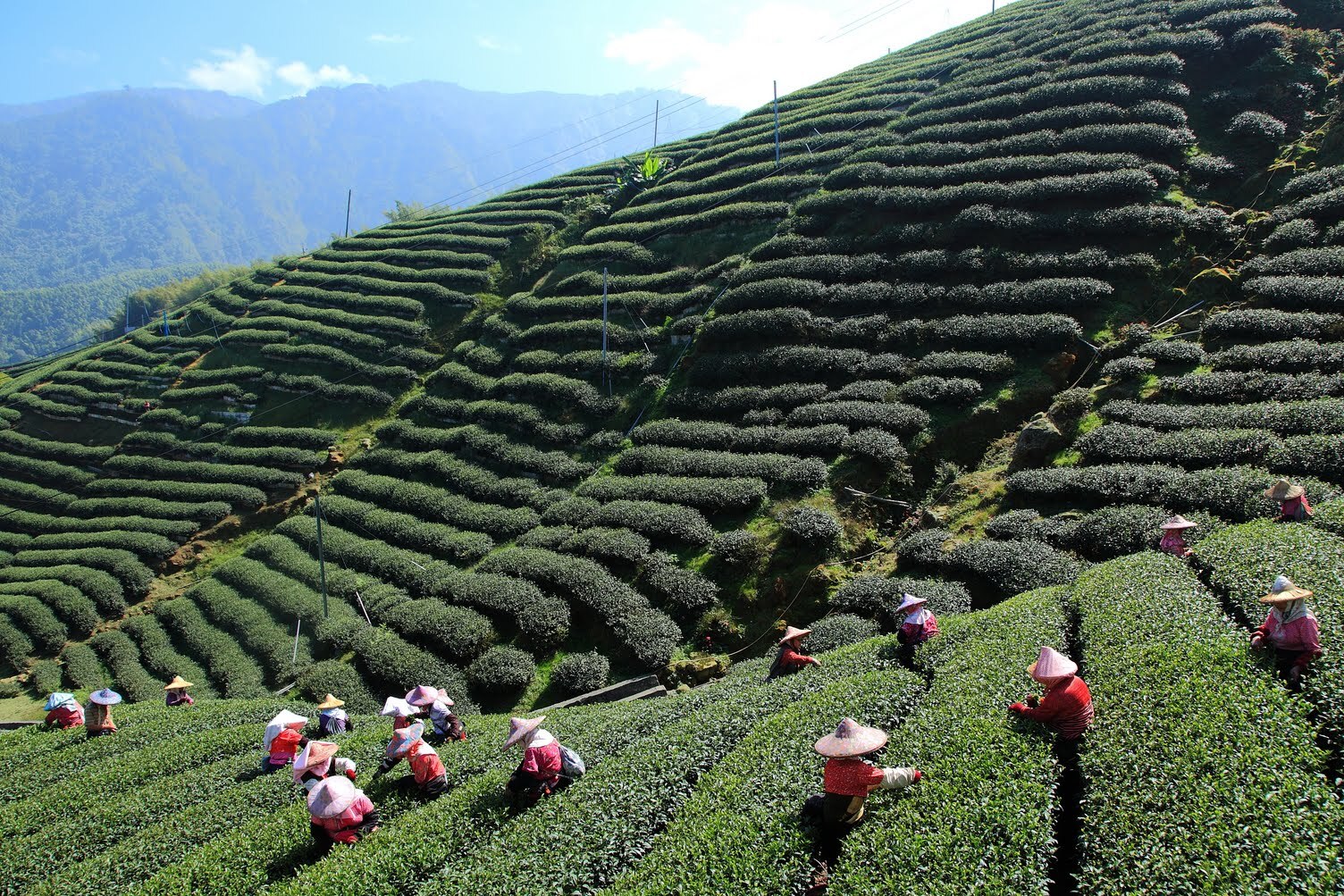 Darjeeling: The Mecca of Tea — Darjeeling