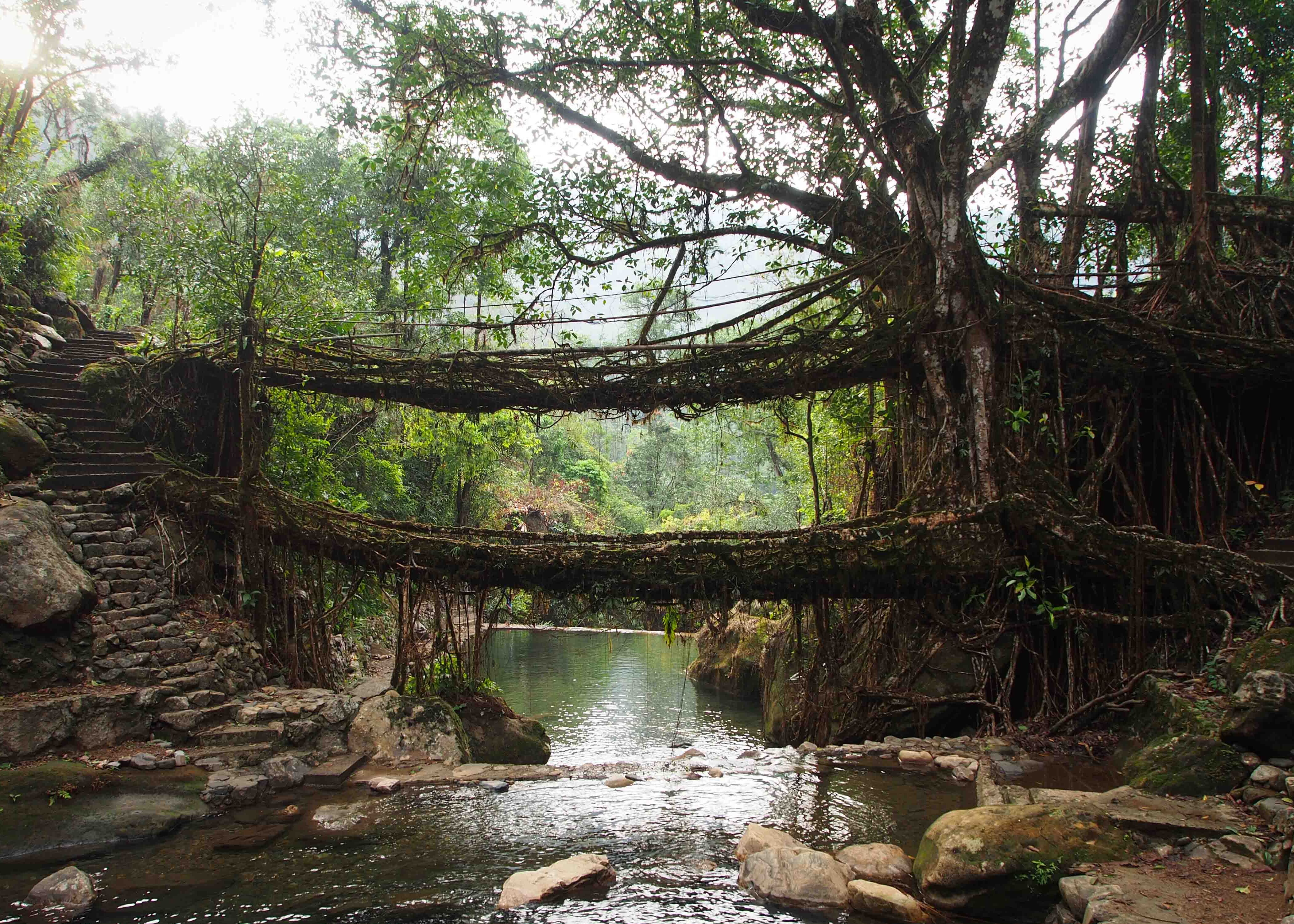 Lebende Wurzelbrücken von Meghalaya — Cherrapunji-Mawsynram Reserve Forest