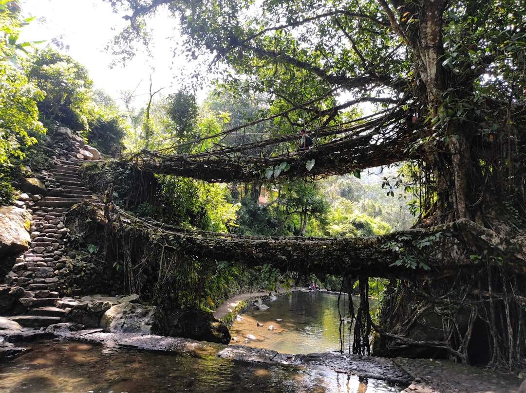 Lebende Wurzelbrücken von Meghalaya - Cherrapunji-Mawsynram Reserve Forest | Secret World Trip Planner