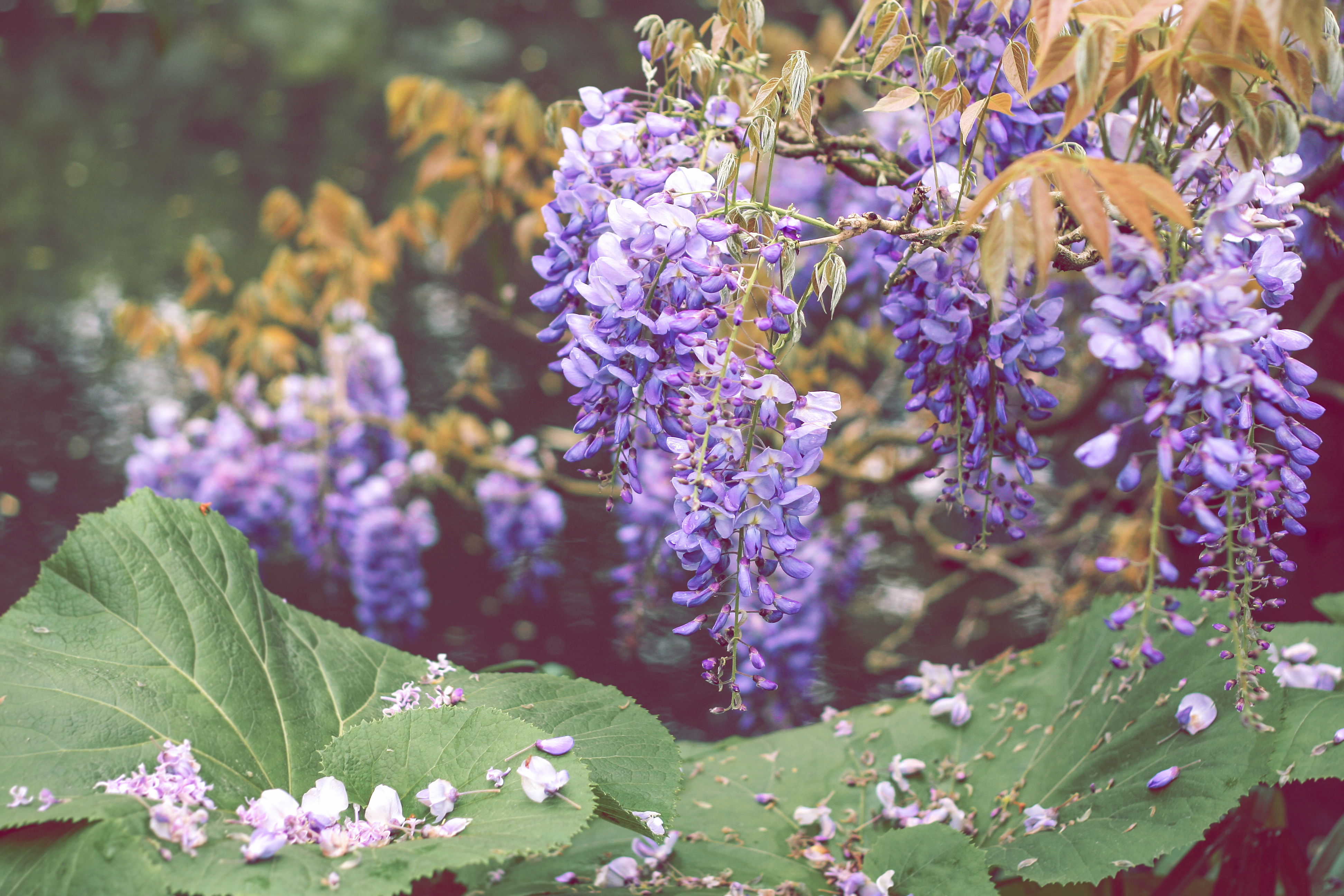 Giverny and Claude Monet - Giverny | Secret World Trip Planner
