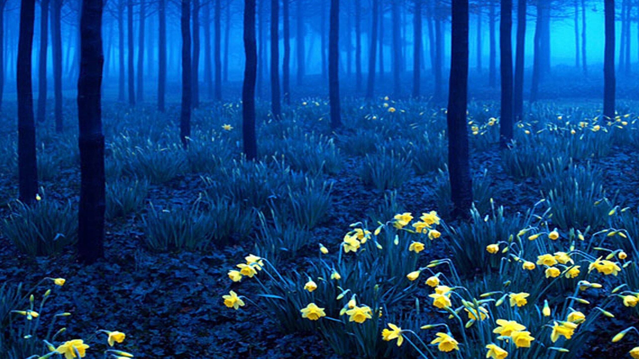 Black Forest - Todtnau | Secret World Trip Planner
