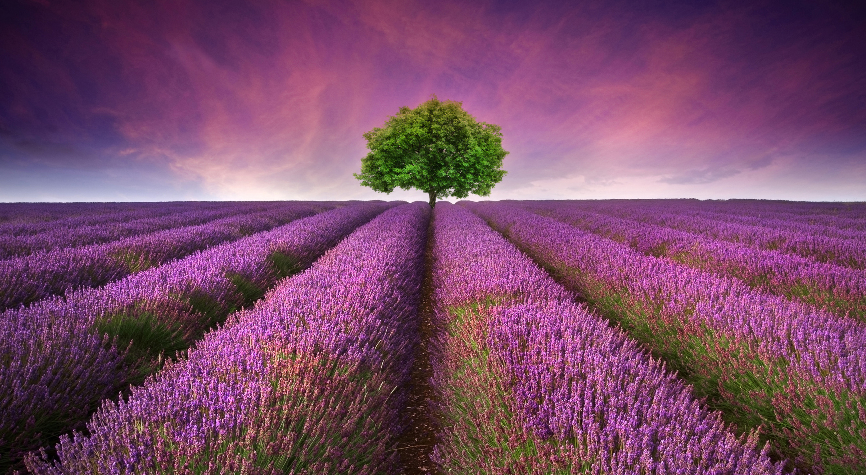 Lavendelblüte von Juni bis August im Luberon — Provenza-Alpi-Costa Azzurra