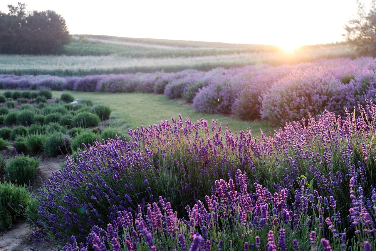 Lavendelblüte von Juni bis August im Luberon - Provenza-Alpi-Costa Azzurra | Secret World Trip Planner