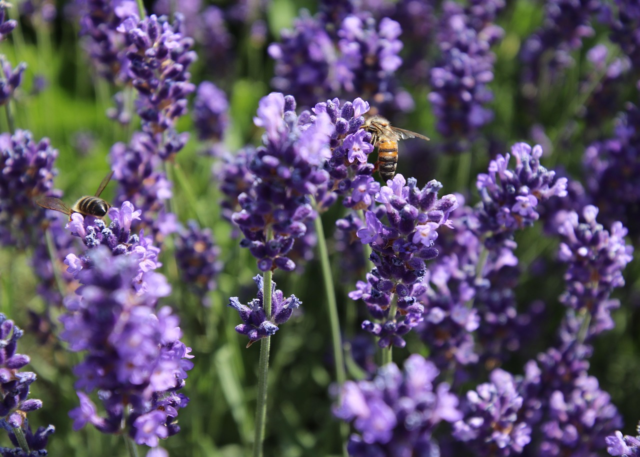 Lavendelblüte von Juni bis August im Luberon - Provenza-Alpi-Costa Azzurra | Secret World Trip Planner