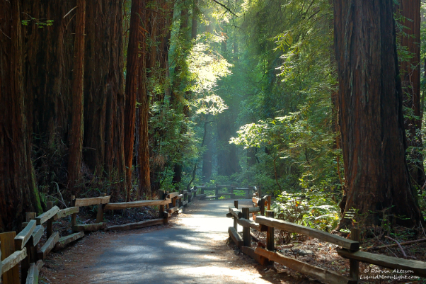 Muir Woods Nationaldenkmal — Mill Valley