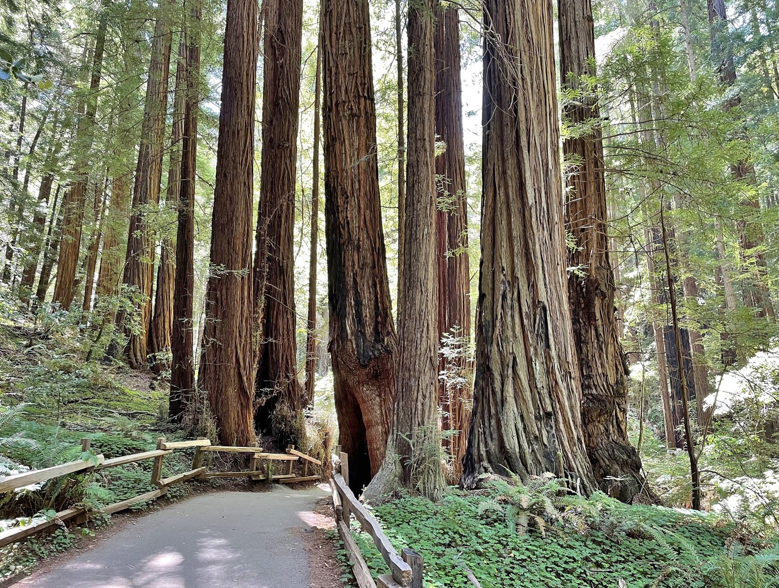 Muir Woods Nationaldenkmal - Mill Valley | Secret World Trip Planner