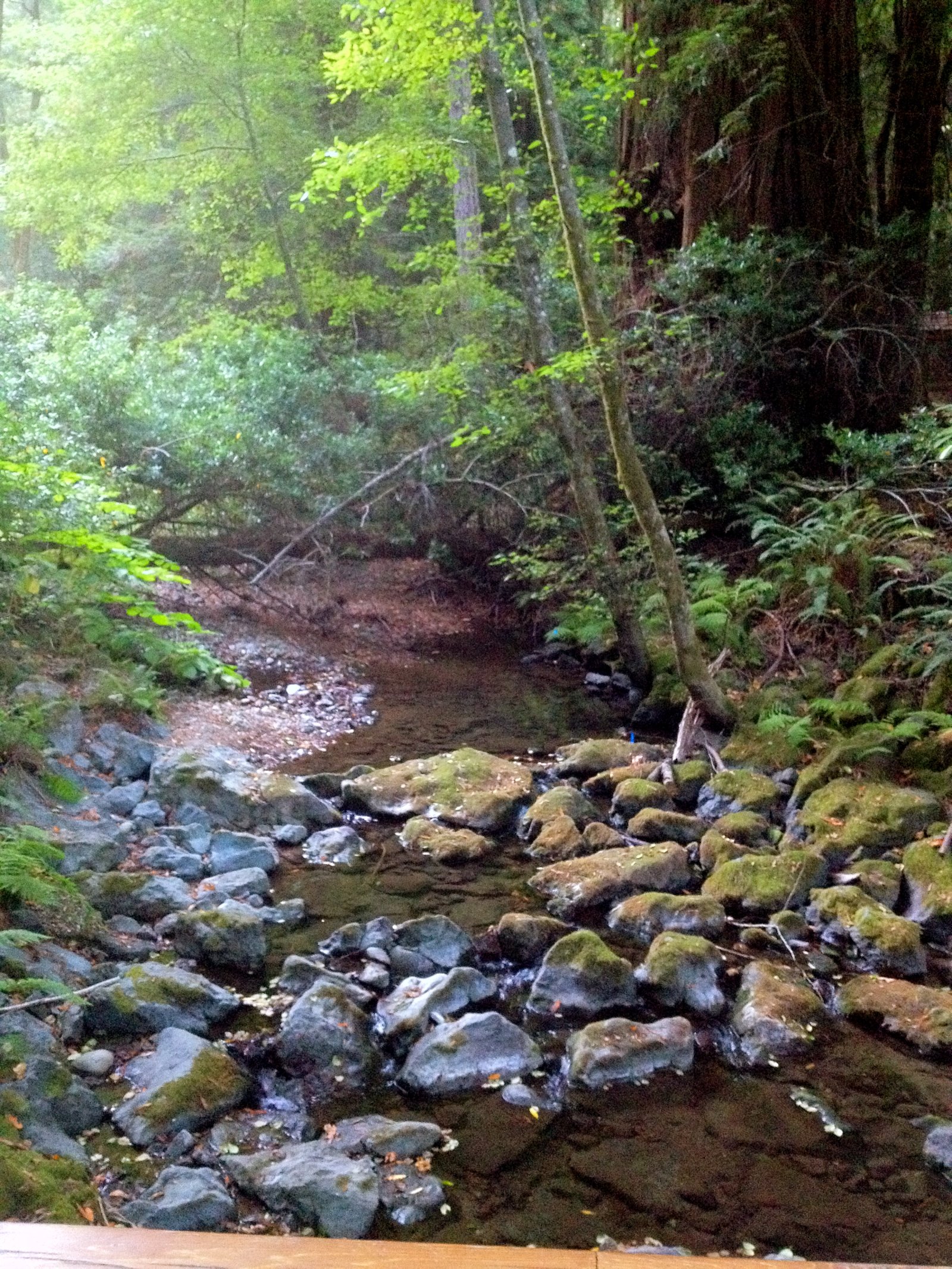Muir Woods Nationaldenkmal - Mill Valley | Secret World Trip Planner