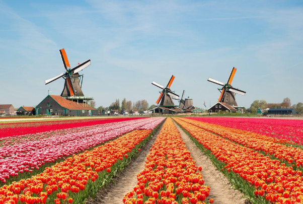 Der Noordoostpolder und die Blumenzwiebelfelder — Noordoostpolder