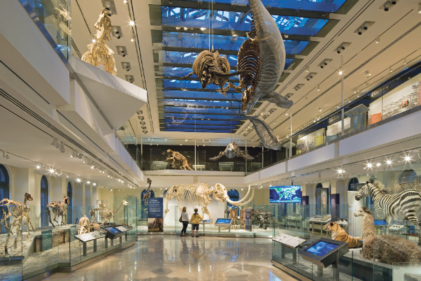 Naturhistorisches Museum in Los Angeles — Los Angeles