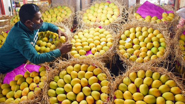 Mango Alphonso — Devgad