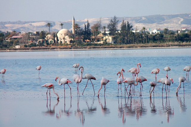 Larnaca Salt Lake — Larnaca