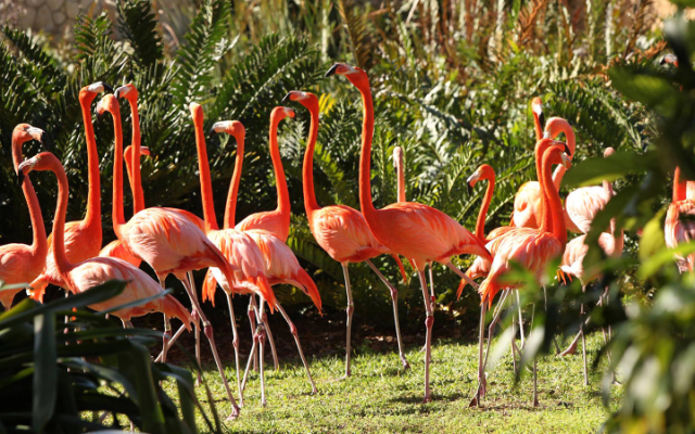 Jungle Island — Miami