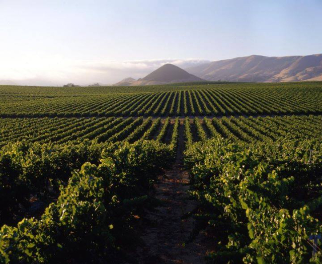 Il Vino Savatiano - Porto Rafti | Secret World Trip Planner