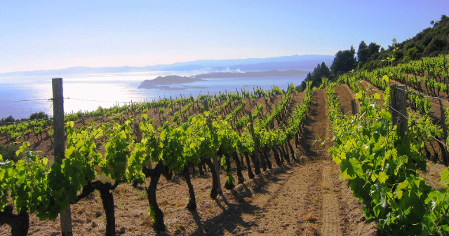 Il vino Attica - Stamata | Secret World Trip Planner