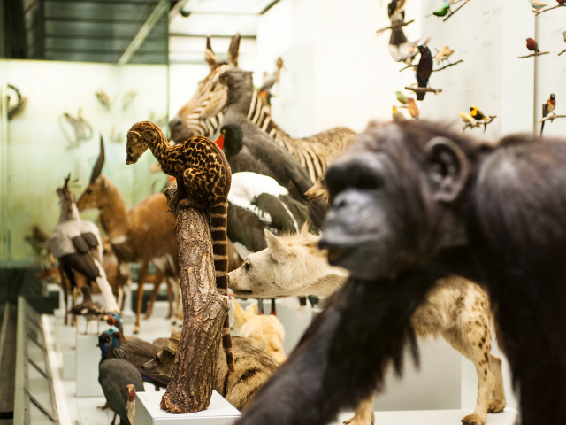 Zoological Museum, University Of Zurich - Zürich | Secret World Trip Planner