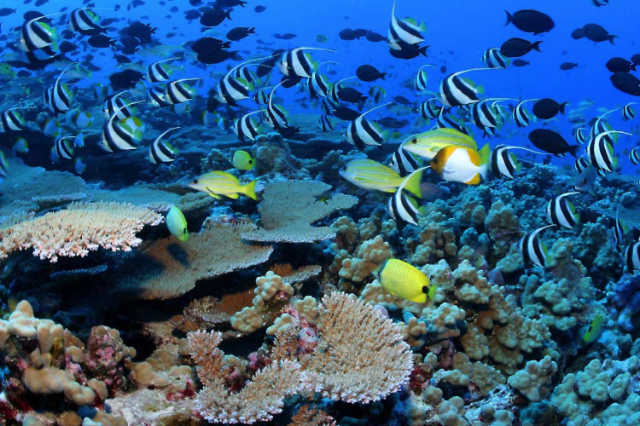 Montego Bay Marine Park — Montego Bay