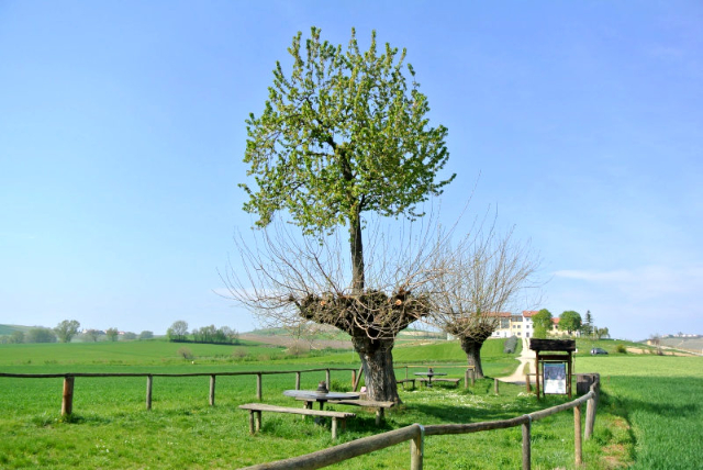 A cherry tree growing atop a mulberry tree.  - 4 | Secret World Trip Planner