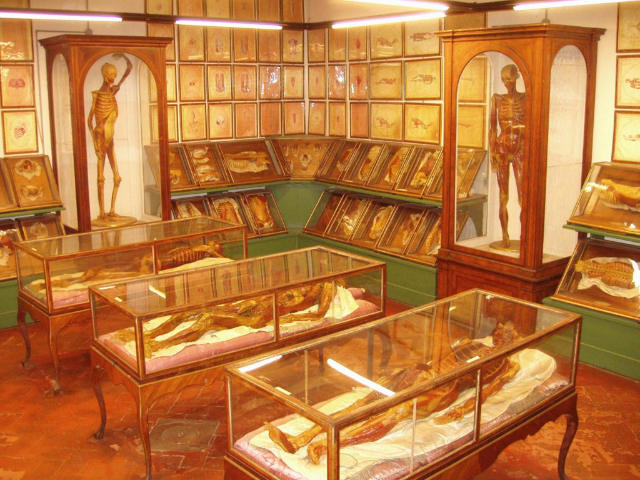 Museo delle Cere Anatomiche - Cagliari | Secret World Trip Planner