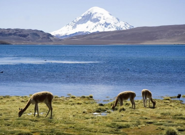 Riserva Nazionale Las Vicuñas | Secret World Trip Planner