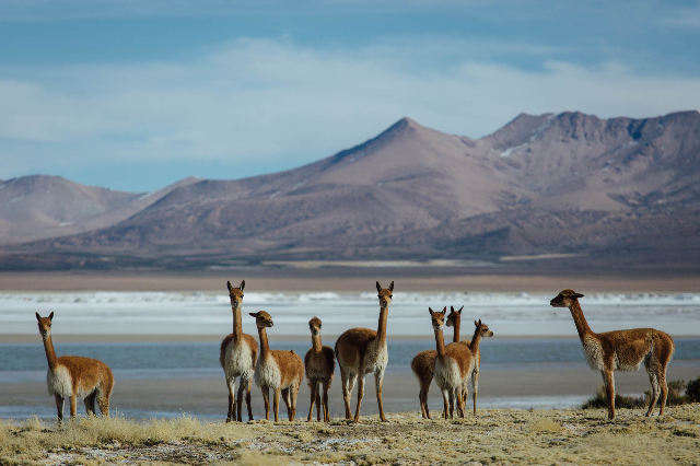 Riserva Nazionale Las Vicuñas | Secret World Trip Planner