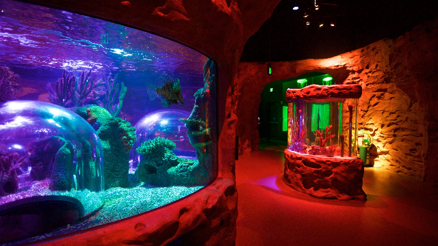 SEA LIFE Orlando Aquarium - Orlando | Secret World Trip Planner