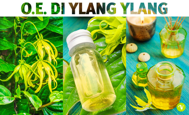 Essenze di ylang-ylang - Nosy Be | Secret World Trip Planner