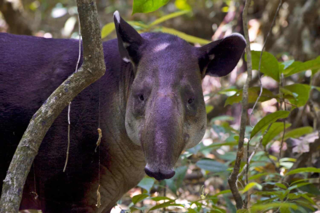 Parco Nazionale Corcovado - Los Patos Sirena Trail | Secret World Trip Planner
