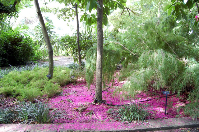 J.R. O'Neal Botanic Gardens - Road Town | Secret World Trip Planner