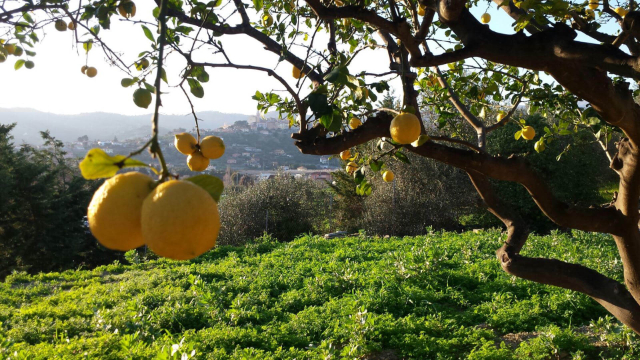 Limoni di Ventimiglia - Ventimiglia | Secret World Trip Planner