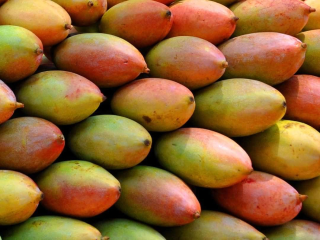 The Totapuri mango - Andhra Pradesh | Secret World Trip Planner
